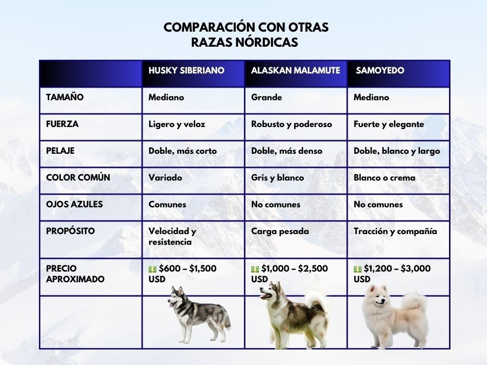 (14) Husky Siberiano: Todo lo que Debes Saber sobre Esta Fascinante Raza 6 Husky Siberiano y otras razas nordicas