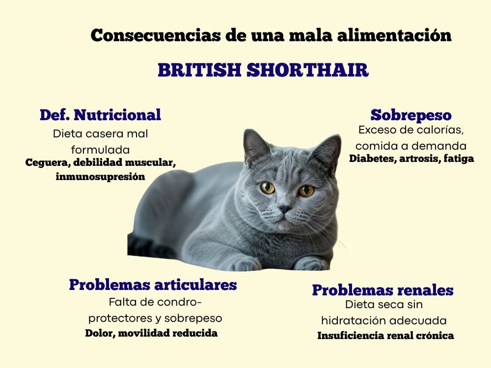 (9) British Shorthair Todo Sobre esta raza felina 13