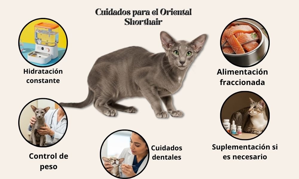 (10) El Oriental Shorthair: Cautivador personalidad y color en un solo gato 14 Gato Oriental Shorthair infografía cuidados