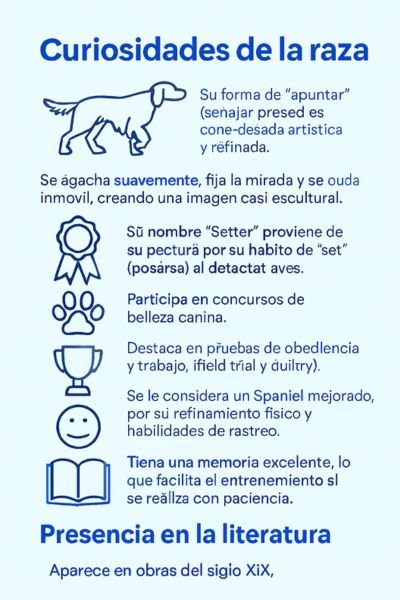 (12) English Setter Una Raza Canina Genial 18 curiosidades English Setter