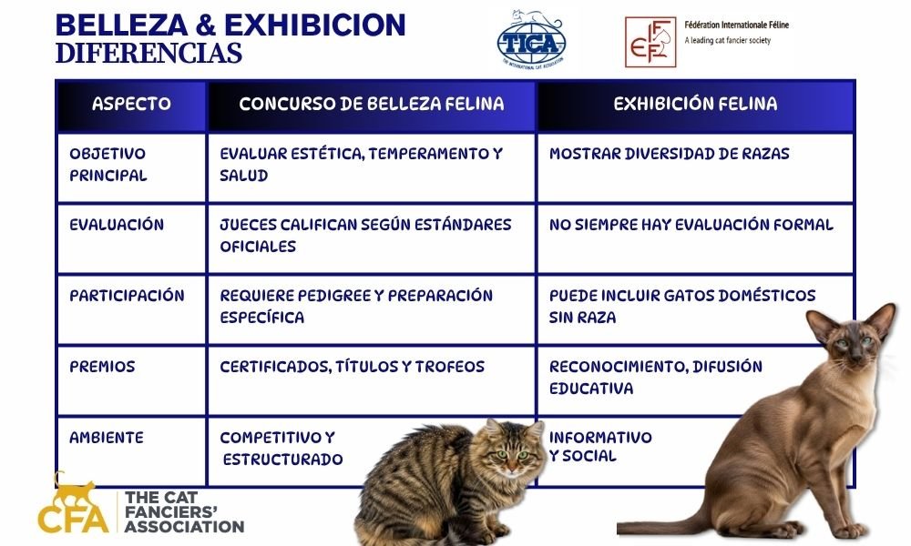 FASCINANTE "Concurso de Belleza Felina" mas 50 razas participantes 2 Belleza y exhibicion El Concurso de Belleza Felina
