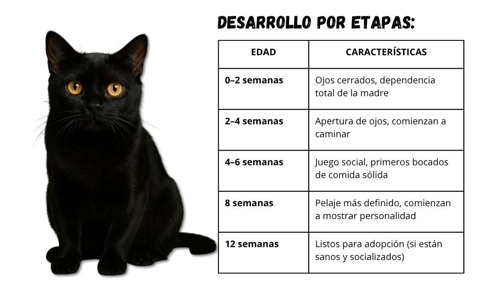 El Gato Bombay cachorro