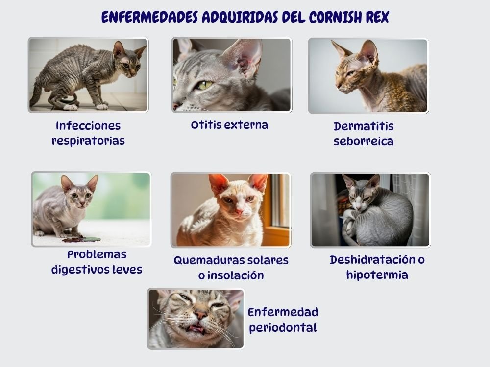 ENFERMEDADES ADQUIRIDAS DEL CORNISH REX enfermedades adquiridas Cornish Rex