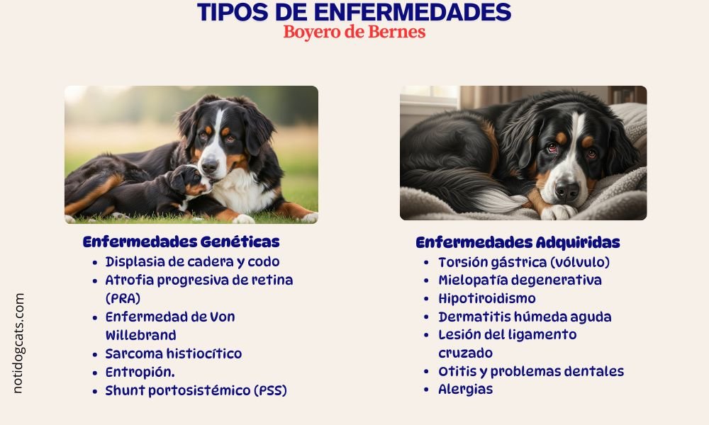 Enfermedades comunes de Boyero de Berna