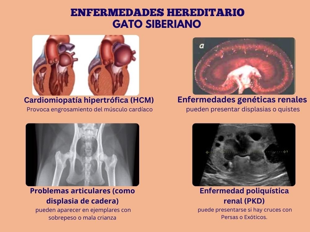 (11) Gato siberiano - Hermoso Felino de los Bosques Rusos 10 enfermedades hereditarias del gato siberiano