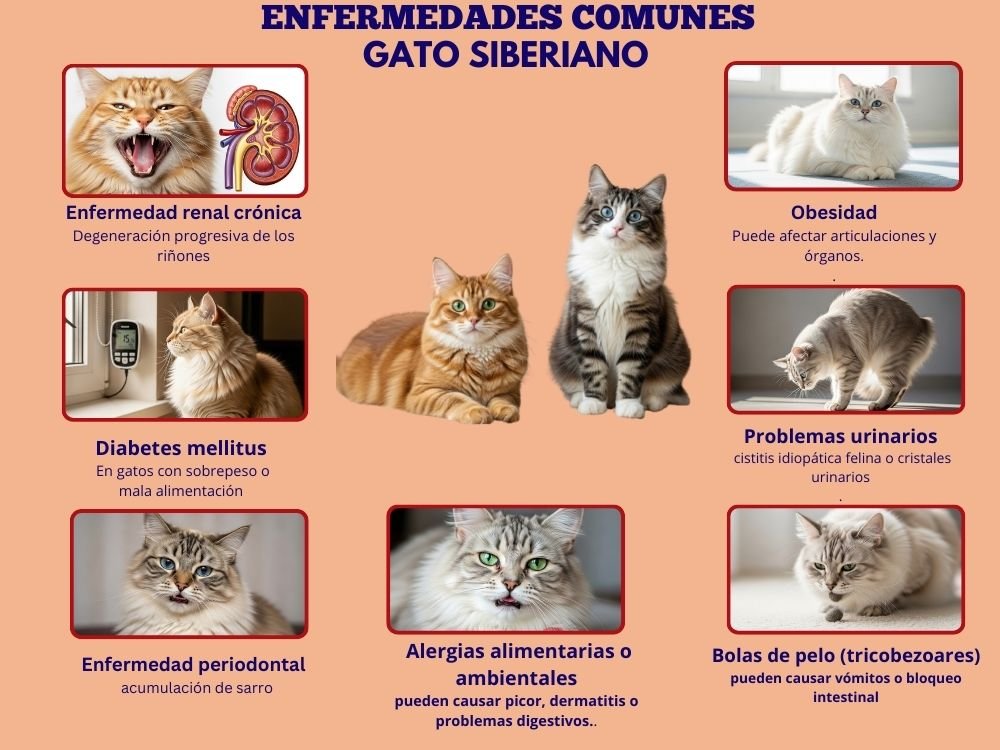 (11) Gato siberiano - Hermoso Felino de los Bosques Rusos 9 ENFERMEDADES COMUNES DEL GATO SIBERIANO
