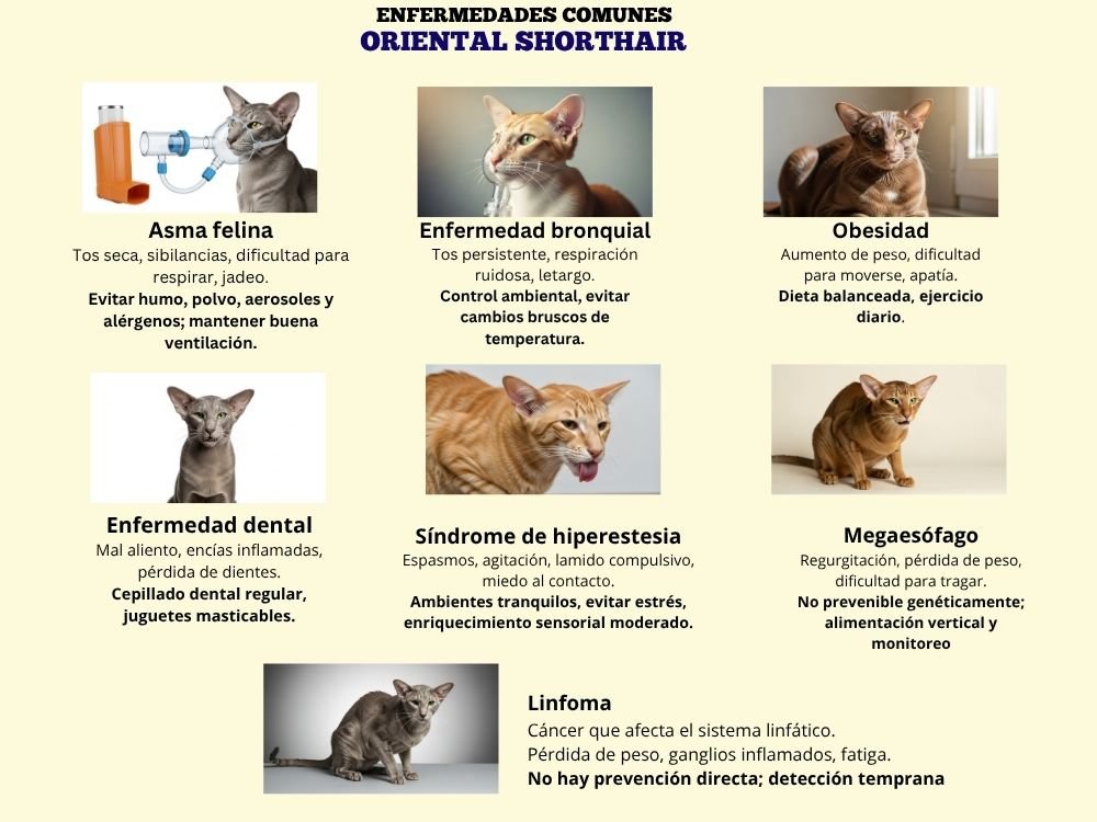 (10) El Oriental Shorthair: Cautivador personalidad y color en un solo gato 10 Gato Oriental Shorthair infografía enfermedades comunes