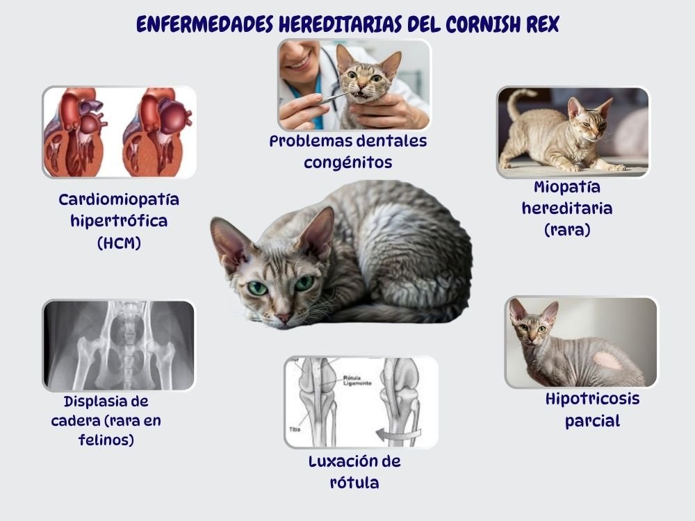 ENFERMEDADES HEREDITARIAS DEL CORNISH REX enfermedades hereditarias Cornish Rex