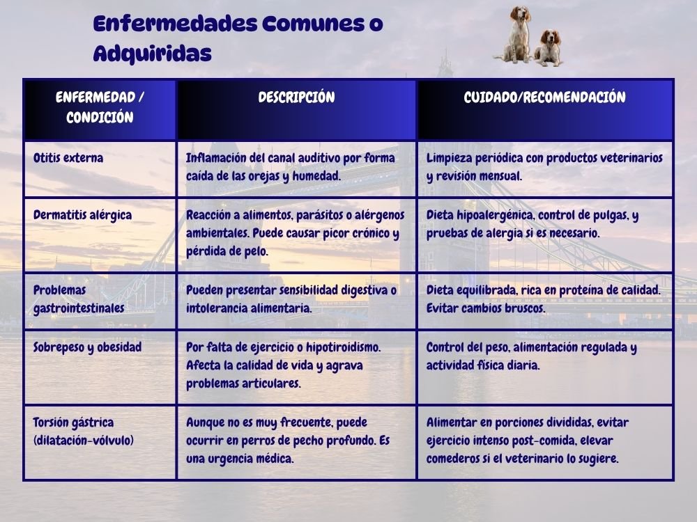 (12) English Setter Una Raza Canina Genial 8 enfermedades comunes English Setter