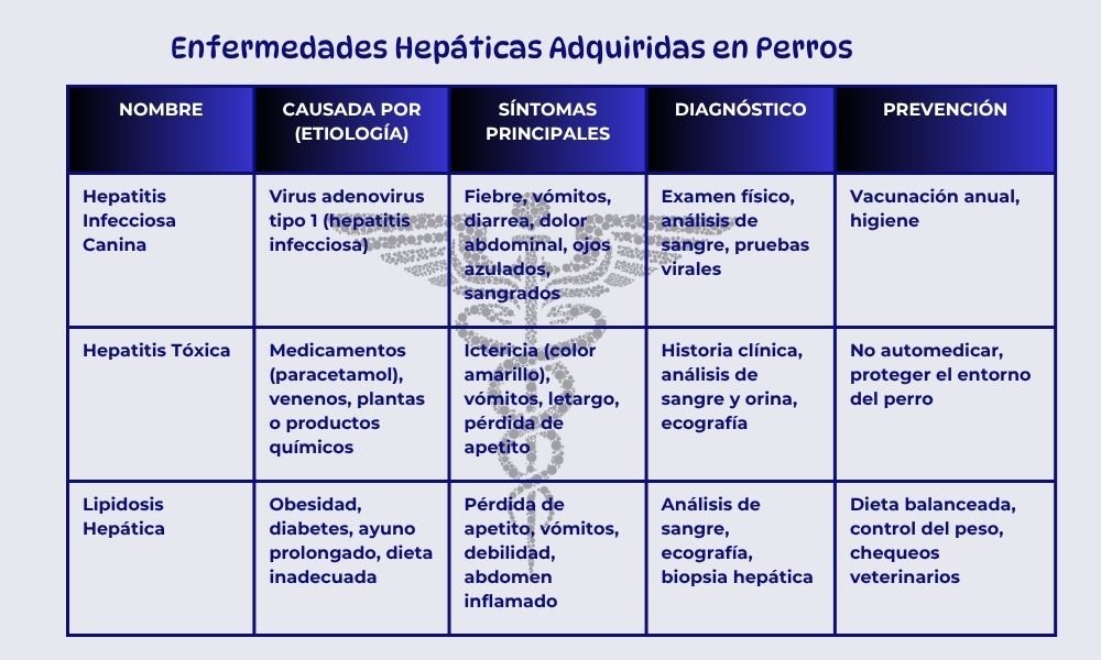 El Hígado del Perro: Un Órgano Vital que Merece Cuidado 3 Hígado del Perro - enfermedades hepáticas adquiridas