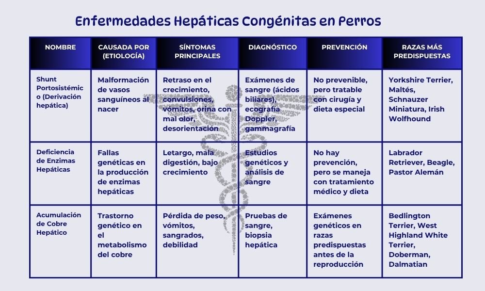 El Hígado del Perro: Un Órgano Vital que Merece Cuidado 4 Hígado del Perro - Enfermedades Hepáticas Congénita