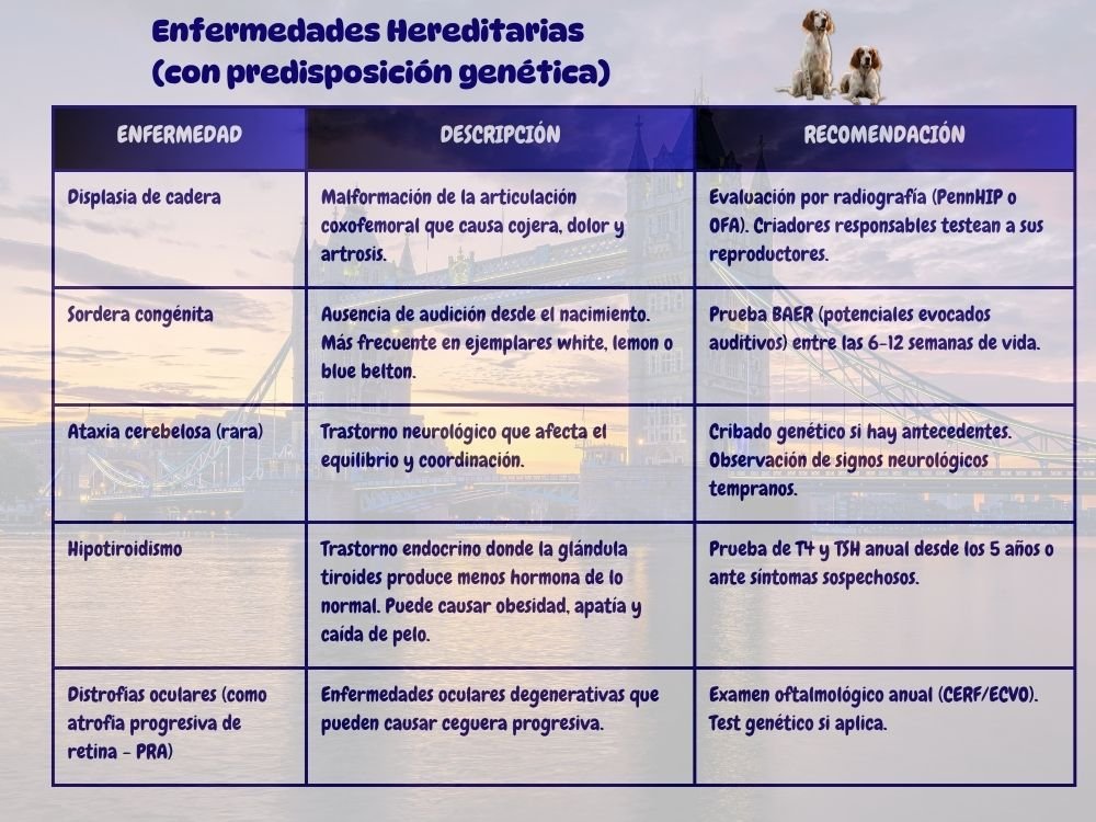 (12) English Setter Una Raza Canina Genial 7 Enfermedades hereditarias English Setter