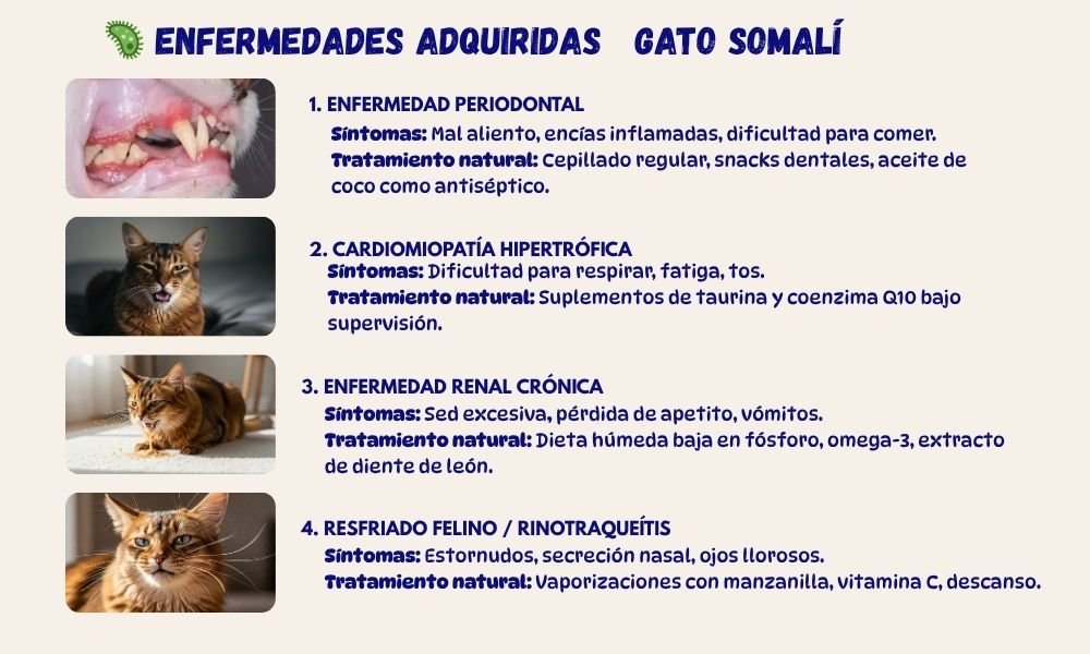 (13) El Gato Somalí * Una raza Fascinante 11 Enfermedades del gato somalí