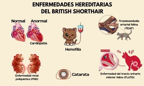 (9) British Shorthair Todo Sobre esta raza felina 6