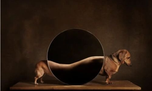 (15) Fotografía con Mascotas Fenomenal Concurso de Captación 10 fotografía con mascotas 1er lugar categoría Studio