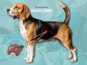 HIGADO CANINO