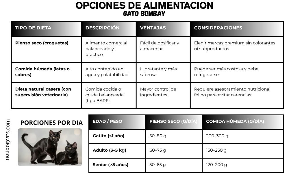 El Gato Bombay alimentacion