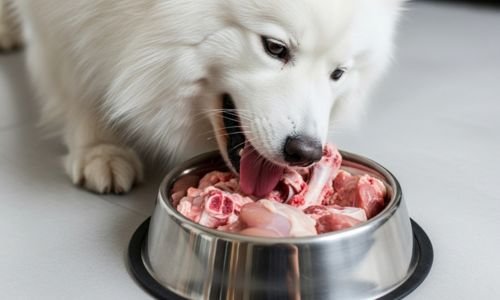 dieta cruda perros