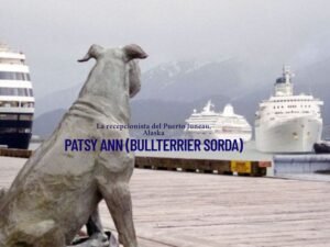 Patsy Ann Bullterrier Sorda
