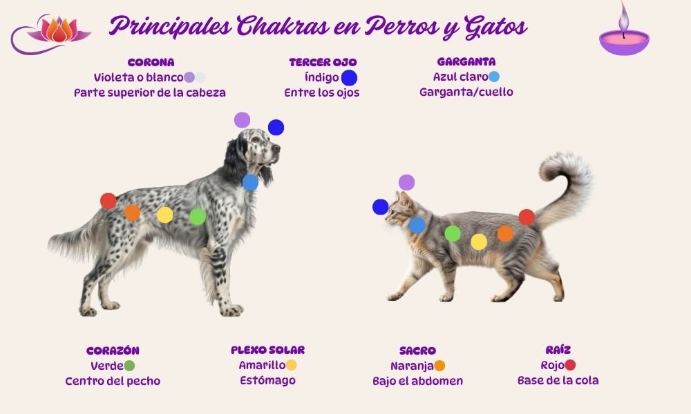(7) Eficaz Medicina Energética Animal - Chakras en Animales 4 Medicina Energética Animal principales chakras