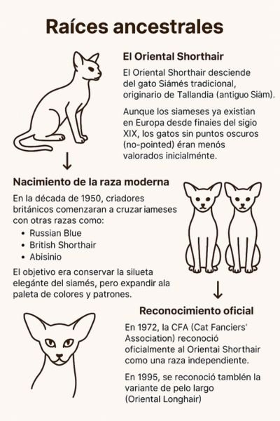 (10) El Oriental Shorthair: Cautivador personalidad y color en un solo gato 2 Gato Oriental Shorthair origen