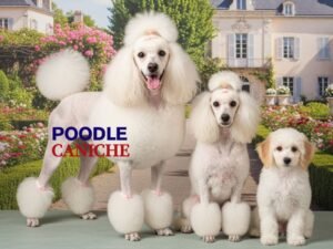 RAZA CANINA POODLE CANICHE
