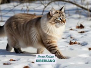 gato siberiano