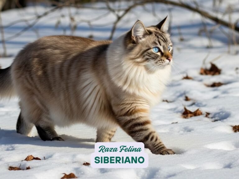 gato siberiano