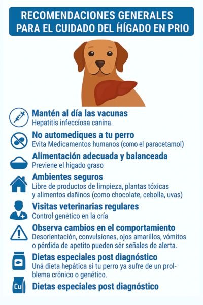 El Hígado del Perro: Un Órgano Vital que Merece Cuidado 5 Hígado del Perro Recomendaciones para el cuidado