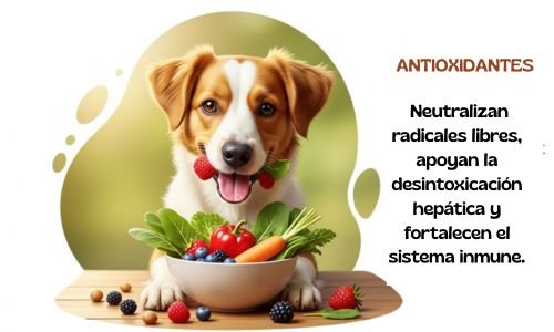Longevidad en tus mascotas antioxidantes