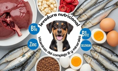 Longevidad en tus mascotas vitaminas y minerales