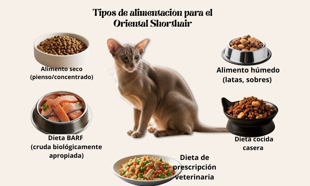 (10) El Oriental Shorthair: Cautivador personalidad y color en un solo gato 13 Gato Oriental Shorthair infografía Alimentación