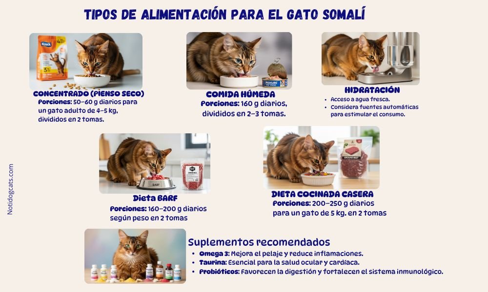 (13) El Gato Somalí * Una raza Fascinante 9 Tipos de alimento para el gato Somali