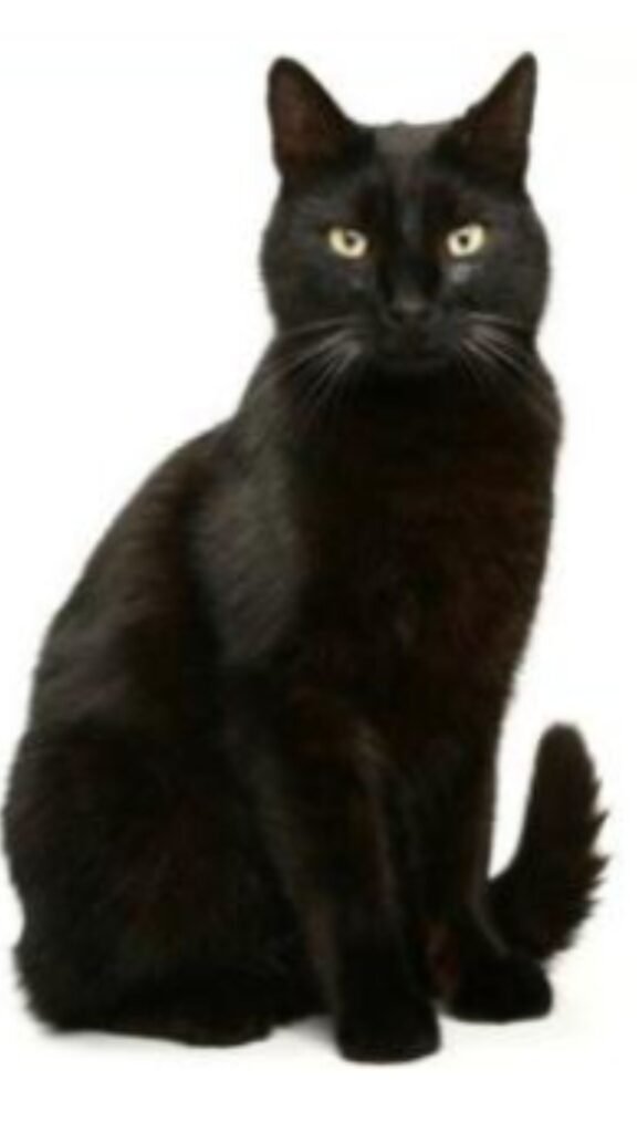 El Gato Bombai