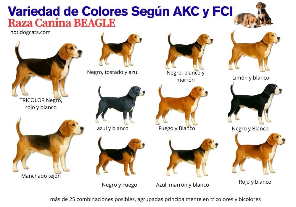 (11) La Raza de Perros Beagle: Todo Sobre Este Hermoso Can 5 Raza de Perros Beagle Variedad de Colores