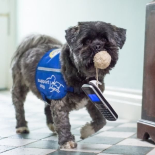 Clubes de Entrenamiento Internacional para "Perros de Trabajo y Servicio" 6