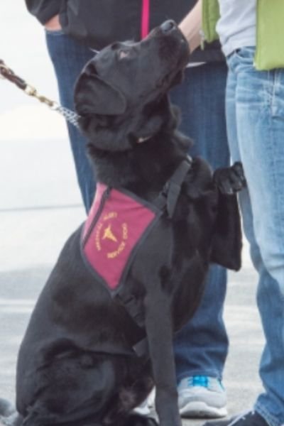 Clubes de Entrenamiento Internacional para "Perros de Trabajo y Servicio" 9