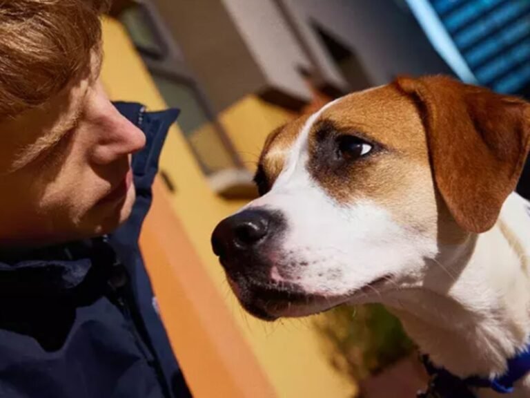 Alergias Alimentarias en Mascotas: Diagnóstico Eficaz Pruebas y Dietas Recomendadas 1