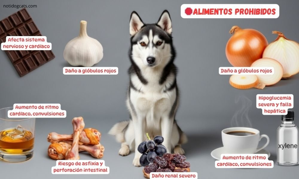 (14) Husky Siberiano: Todo lo que Debes Saber sobre Esta Fascinante Raza 12 Husky Siberiano alimentos prohibidos