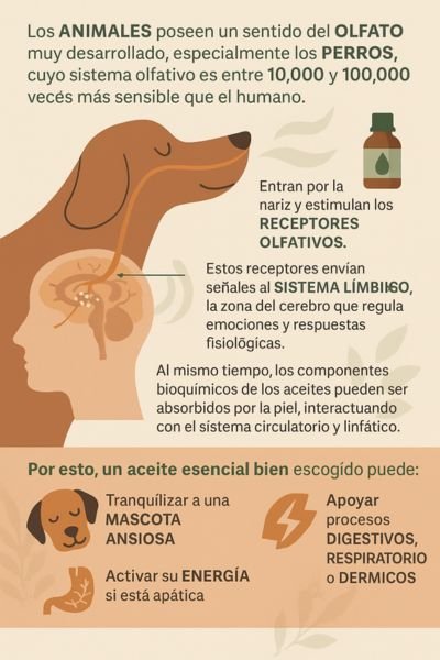 Aromaterapia en Mascotas: Esencia de Bienestar Natural para Perros y Gatos 4 función de la aromaterapia