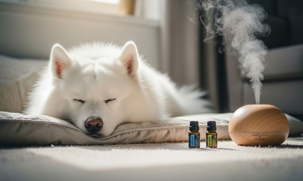 Aromaterapia en Mascotas: Esencia de Bienestar Natural para Perros y Gatos 5 aromaterapia en casa perros