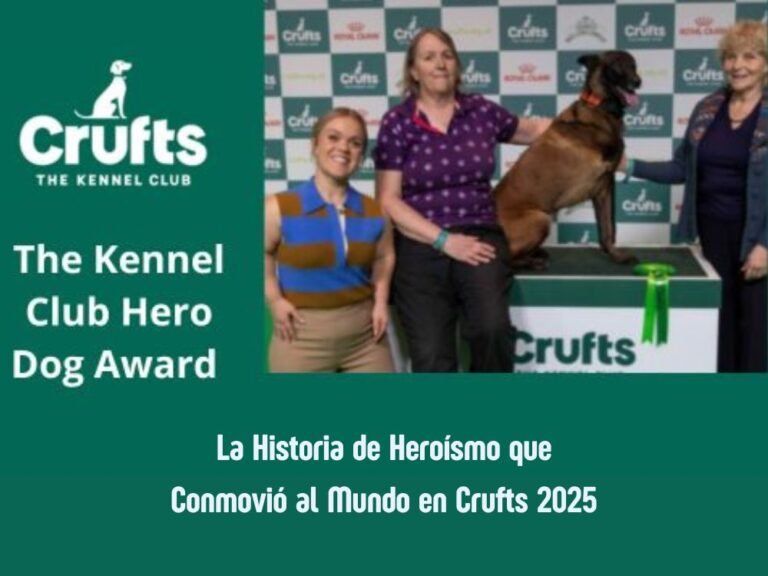 Baloo: La Heroína de Tres Patas que Conmovió al Mundo en Crufts 2025 3 Historia de Baloo en Cruft 2025