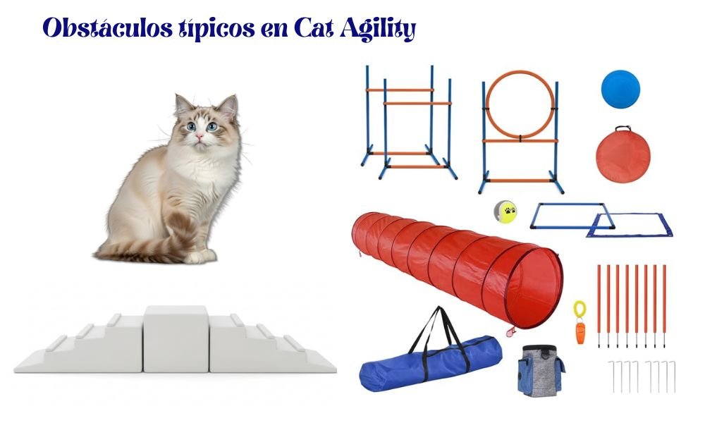 (14)🐱 Cat Agility: Genial ¡Sí, los gatos también hacen agility! 5 cat agility obstáculos
