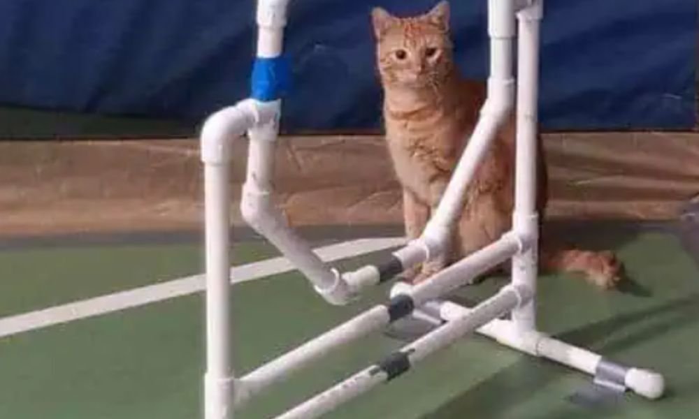 (14)🐱 Cat Agility: Genial ¡Sí, los gatos también hacen agility! 4