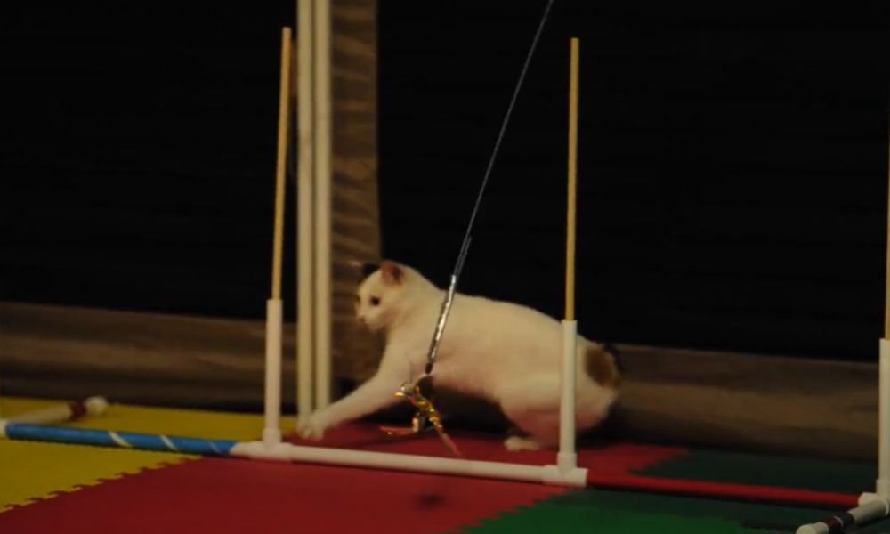 (14)🐱 Cat Agility: Genial ¡Sí, los gatos también hacen agility! 9