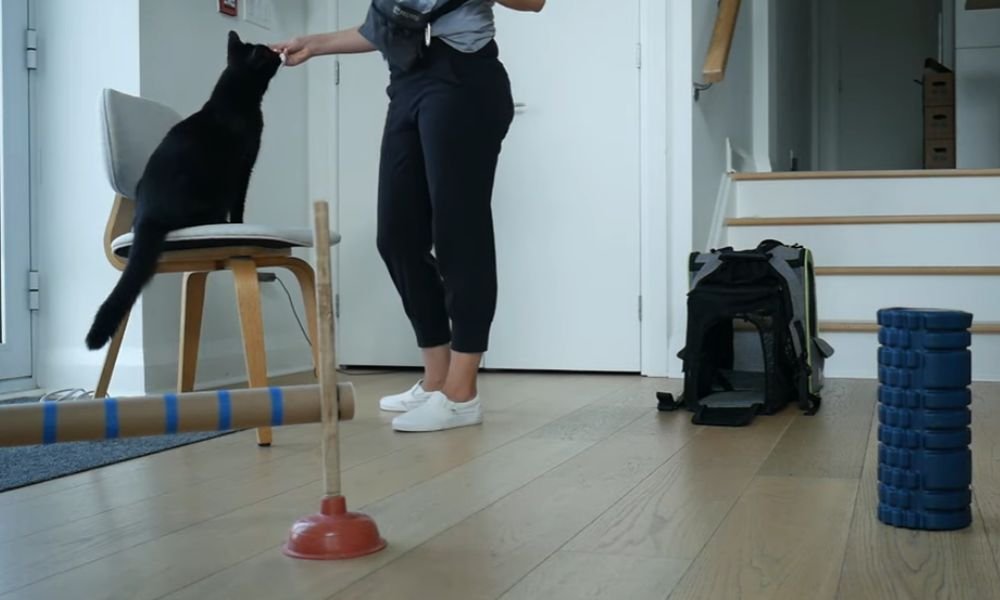 (14)🐱 Cat Agility: Genial ¡Sí, los gatos también hacen agility! 6 cat agility entrenando en casa