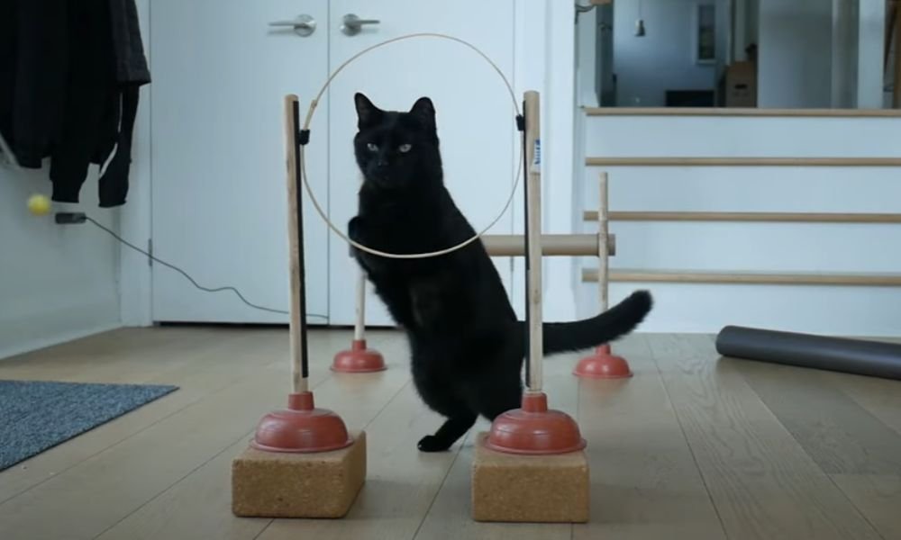 (14)🐱 Cat Agility: Genial ¡Sí, los gatos también hacen agility! 3 cat agility en casa