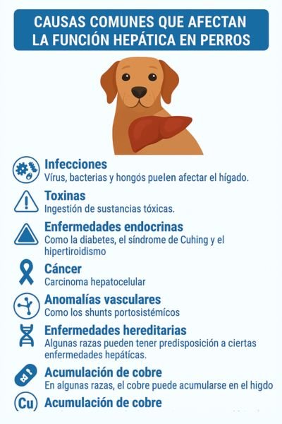 El Hígado del Perro: Un Órgano Vital que Merece Cuidado 2 causas que afectan al Hígado del Perro