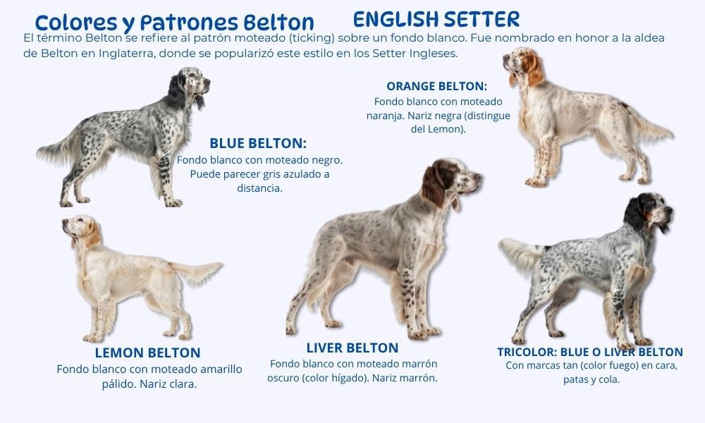 (12) English Setter Una Raza Canina Genial 3 Colores y patrones del English Setter