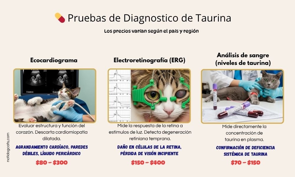 (12) Taurina en Gatos ¿ Esencial para su Bienestar? 9 Taurina en Gatos